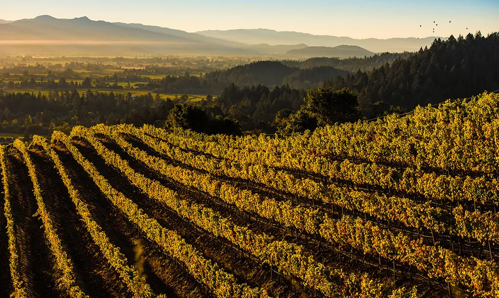 Grapevines are bathed in golden sun in the Napa Valley, California