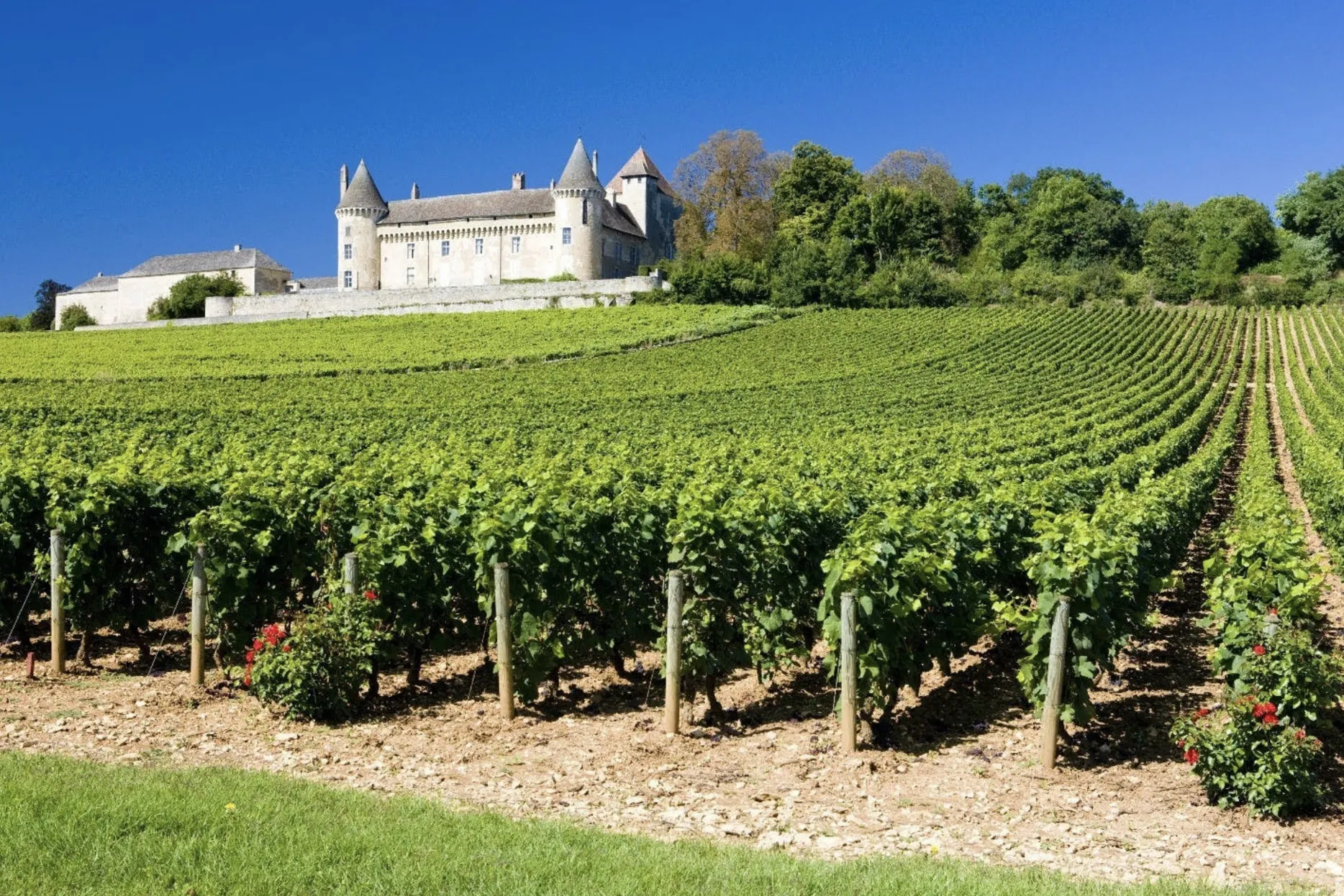 Overlooking beautiful vines up to the impressive Villemenant castle in the Loire Valley, France