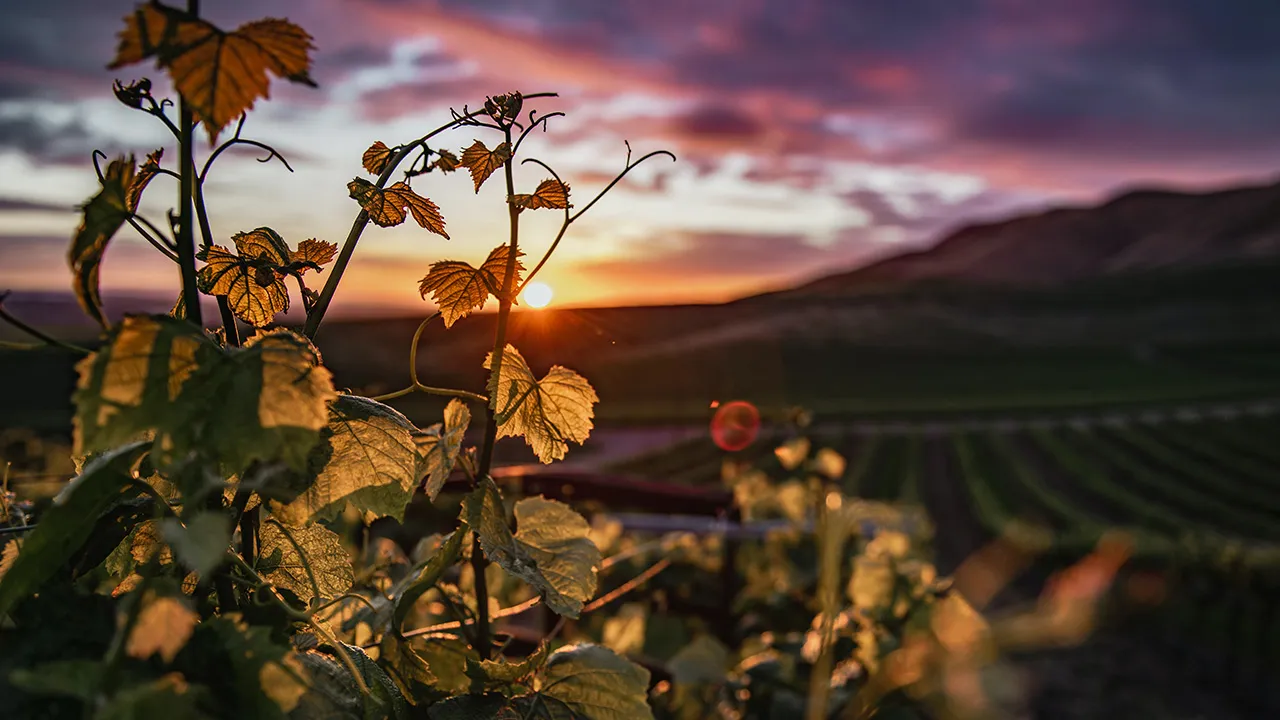 A closeup of a vine and vineyard in the background at sunset
