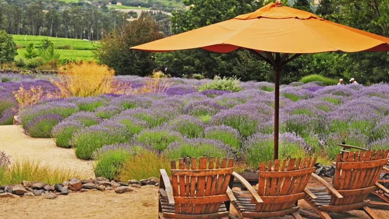 Chairs under an orange umbrella overlooking a field of lavender at a Californian winery