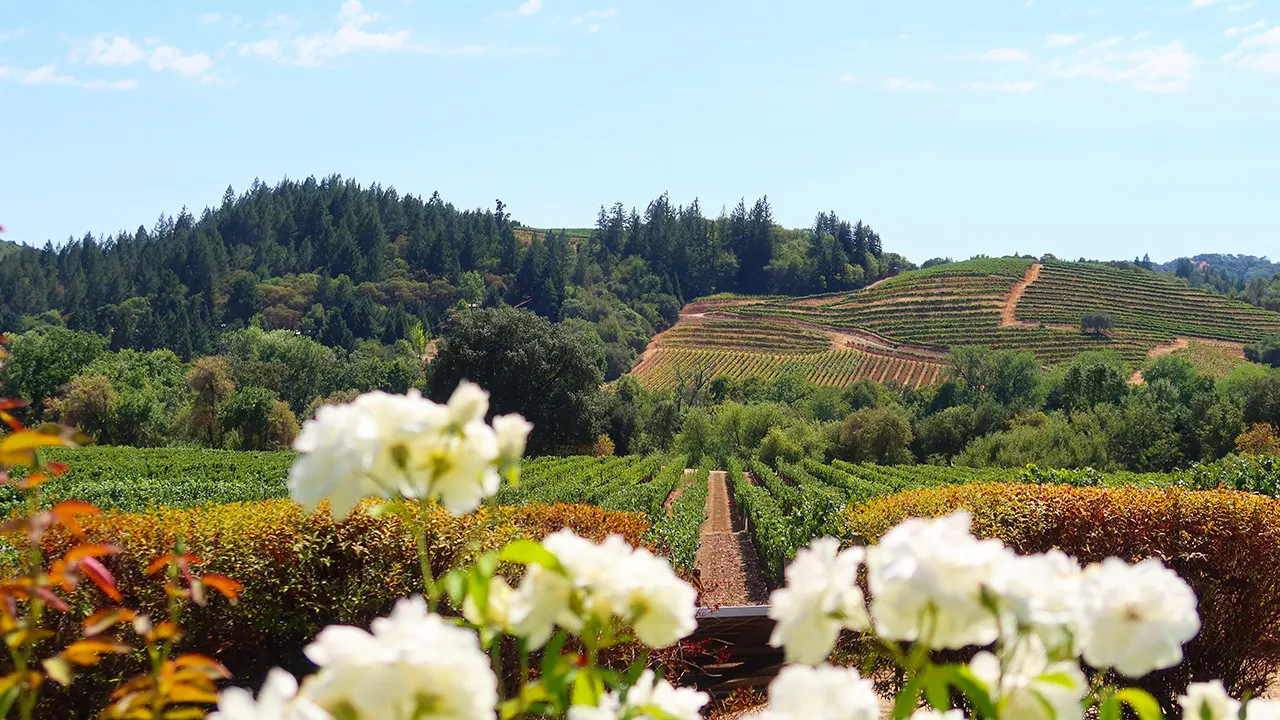 White flowers in the foreground with Californian vineyards in the background