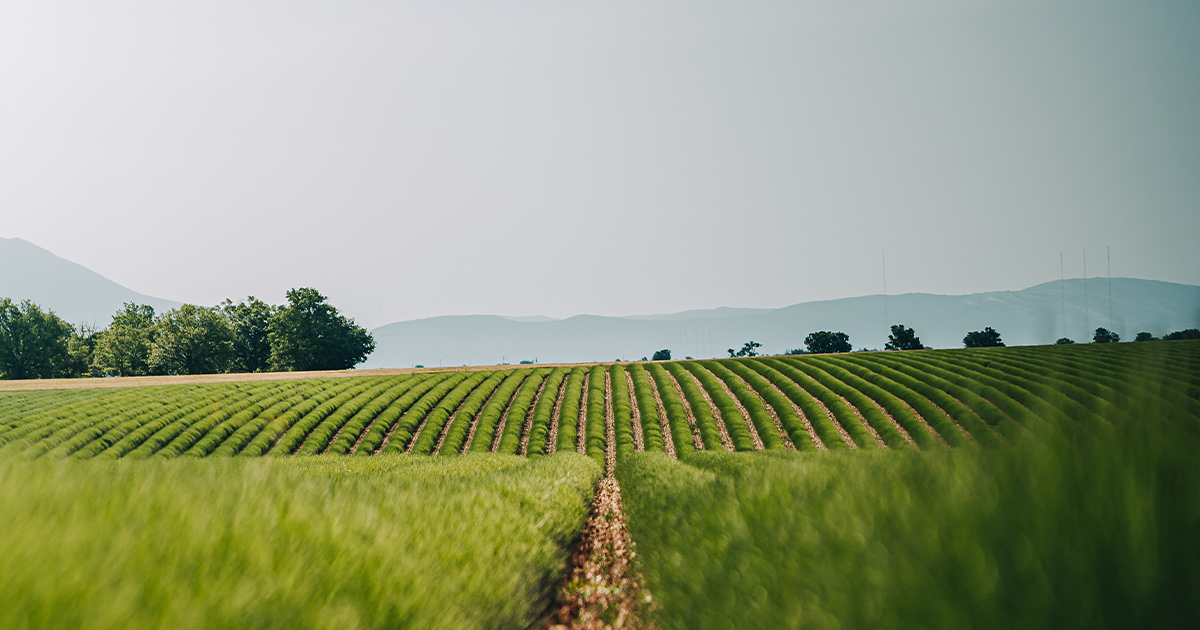 Perfectly kept crop rows in southern France