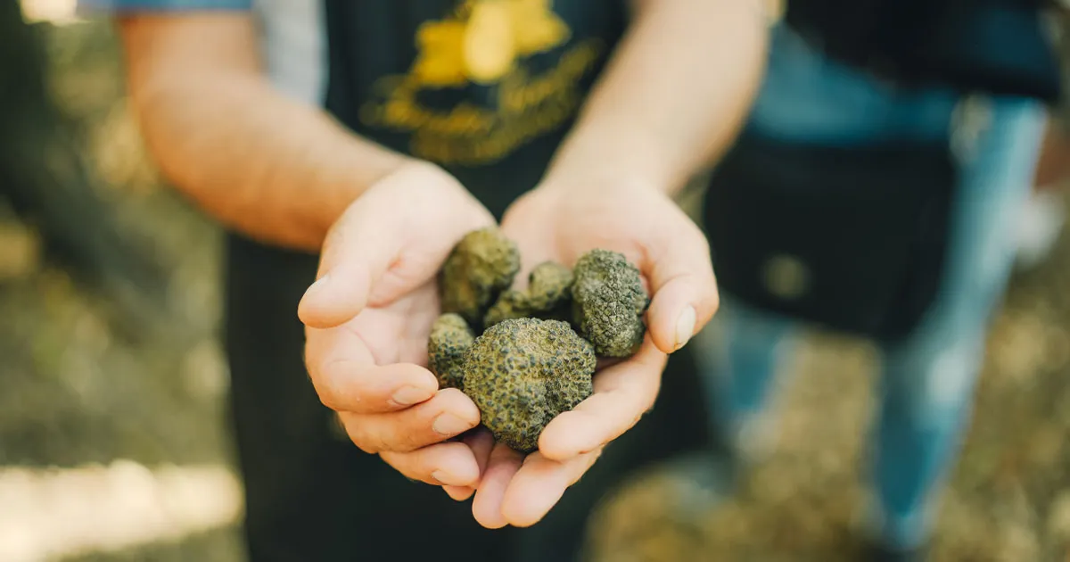 A handful of freshly foraged truffles