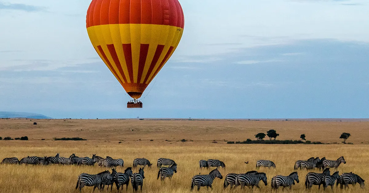 A hot air balloon floats above a herd of zebras on the plains of Africa.