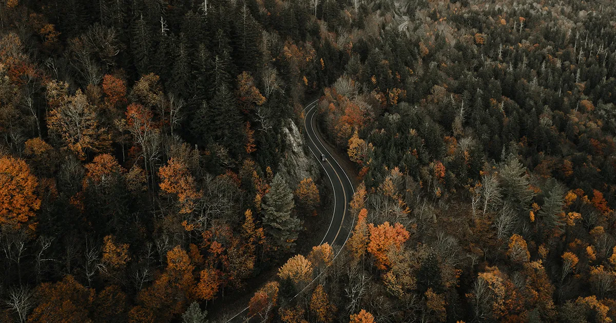 A scything road runs through a beautiful forest in autumn.