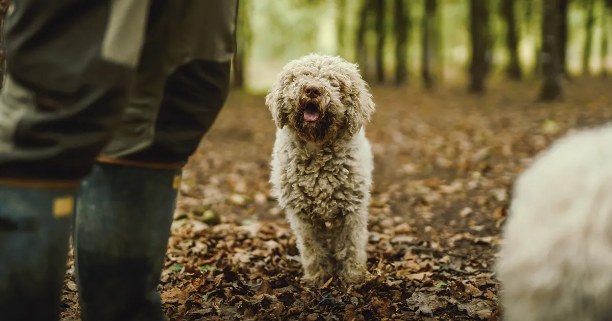 A fluffy dog awaits instructions on a truffle mission in a leafy forest.