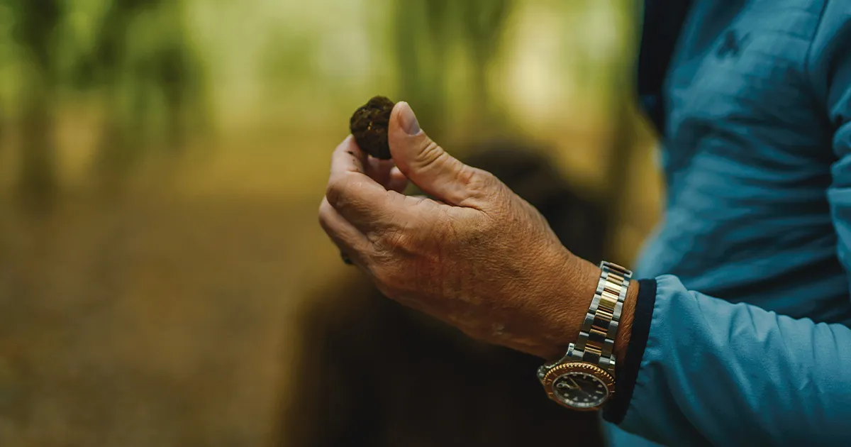 A close up shot of a man holding an Italian truffle in one hand. 