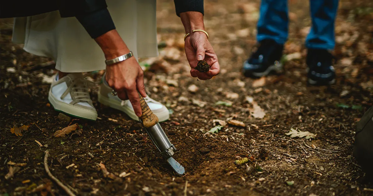 An Italian truffle is dug from the ground using a hand tool.