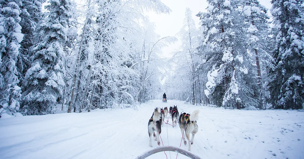A team of dogs tows a sled along a path in a snow covered forest