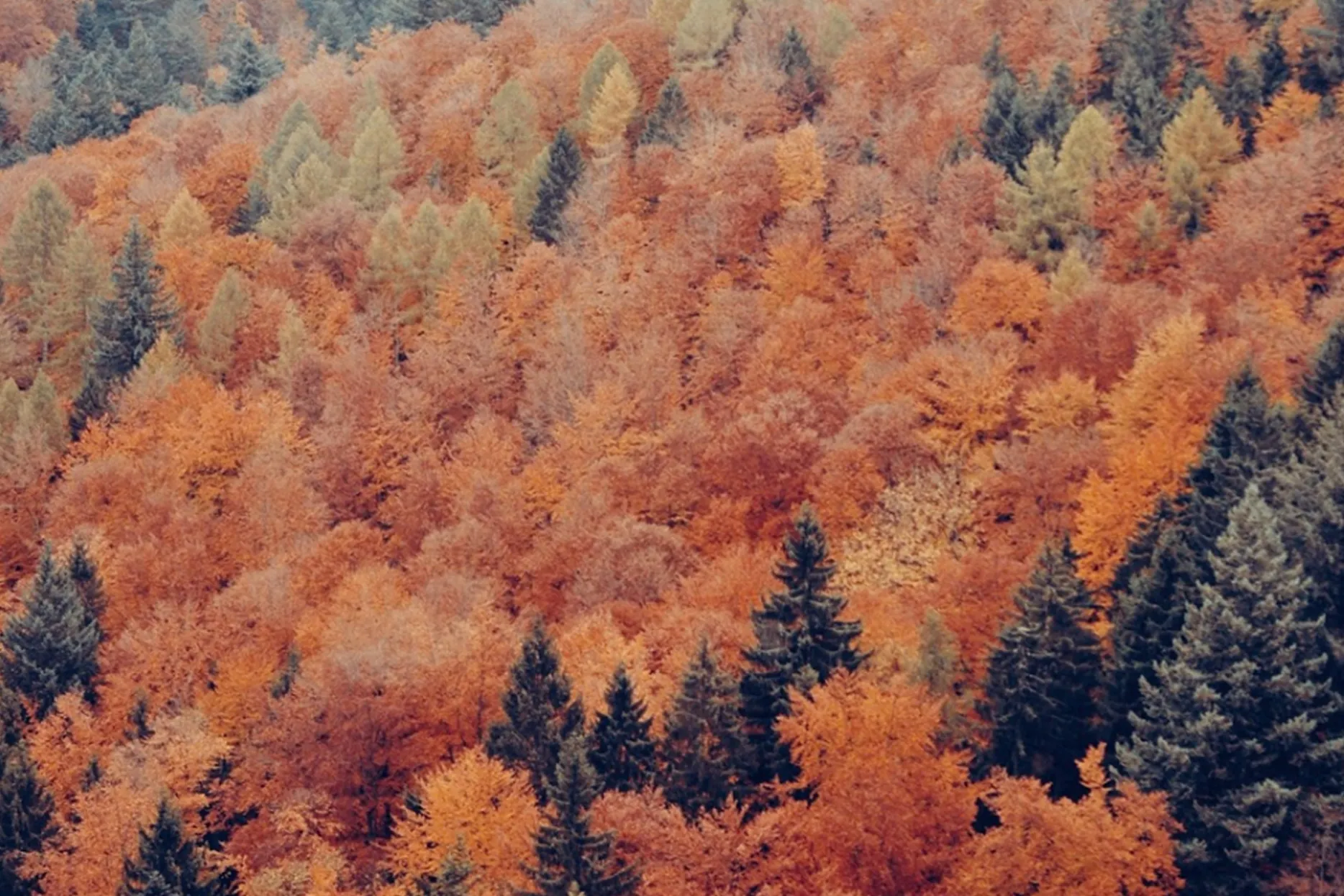 an aerial shot of colourful tree tops in Germany&rsquo;s Black Forest