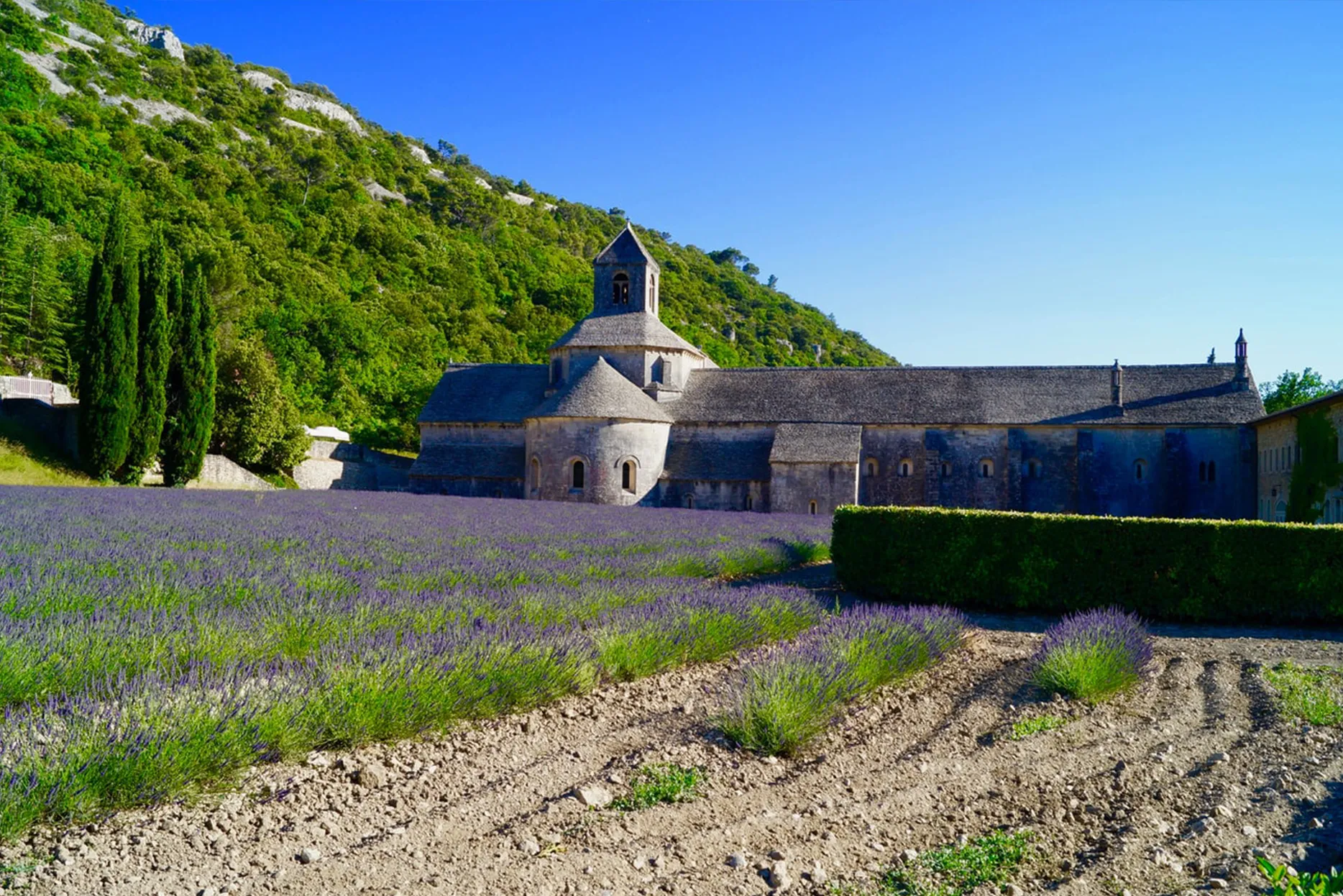 Senanque Abbey and its famous lavender fields on a sunny day in Provence