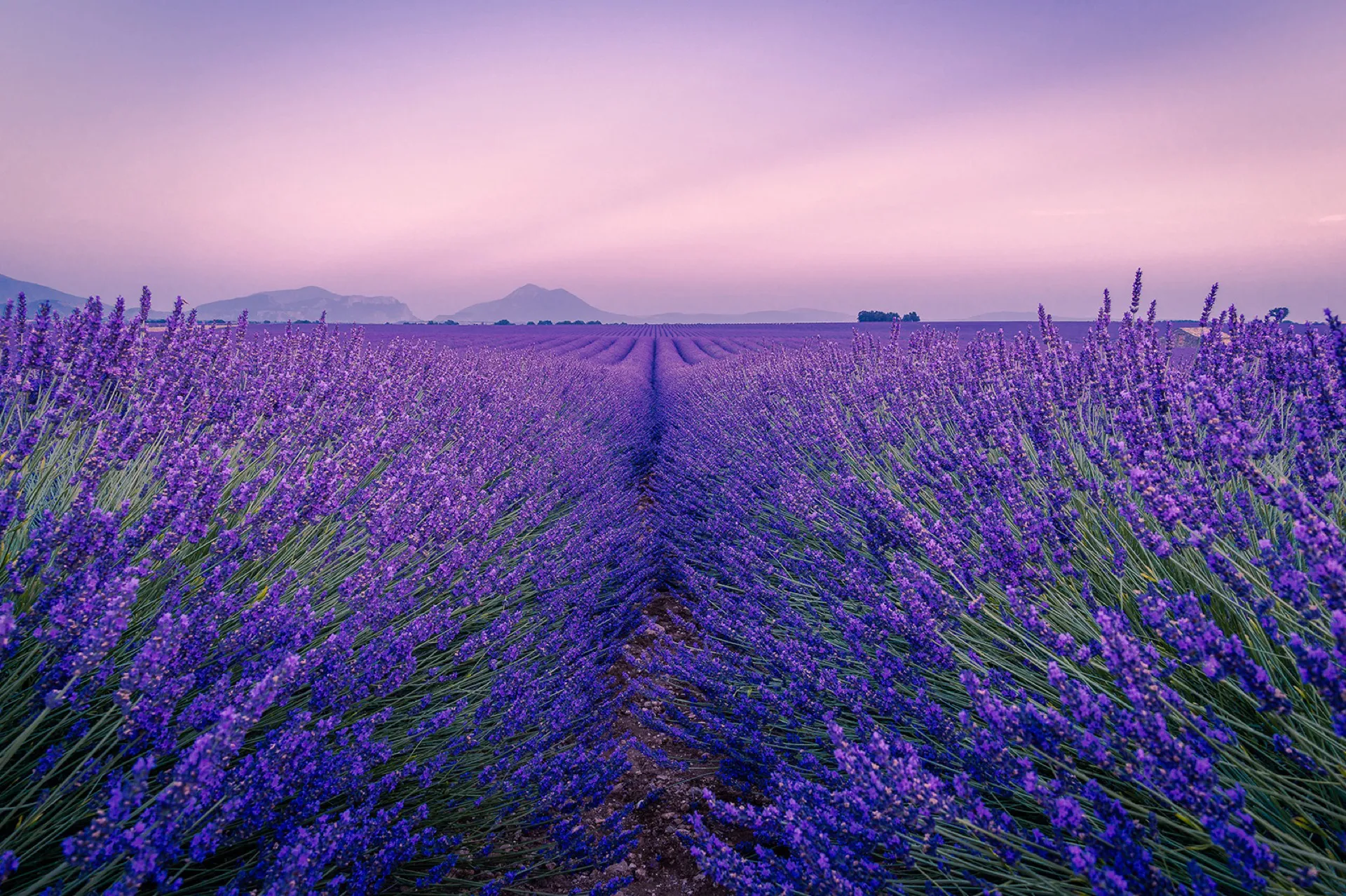 experience the lavender fields of provence on a luxury driving tour inc monaco gp