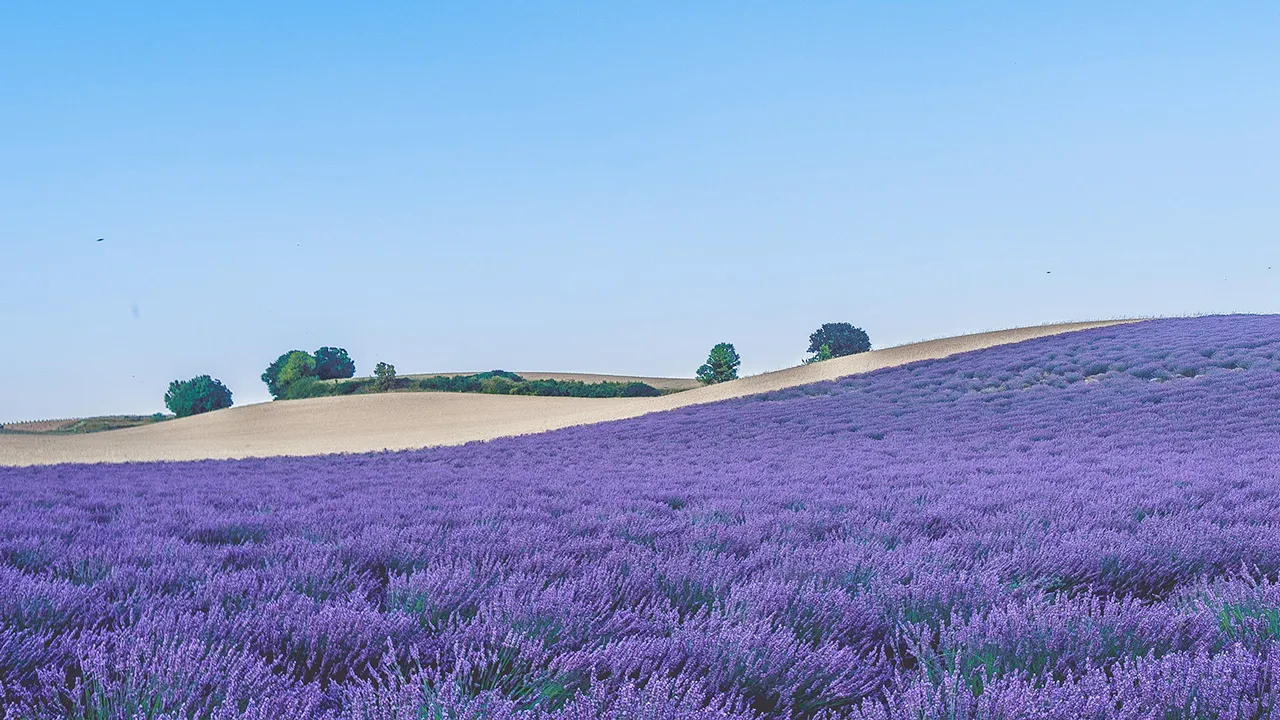 Stunning lavender fields in Provence on driving tour route