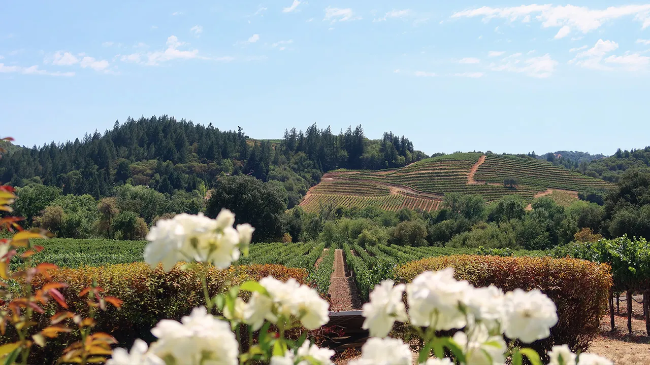 Visit stunning Napa on luxury driving tour